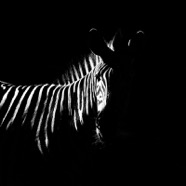 14-Zebra.jpg