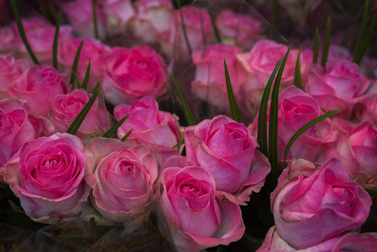 Columbia Flower Market