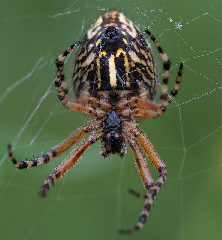 Radspinne/oak spider